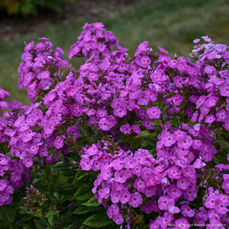 Garden Phlox - Cover Girl 1 Gal