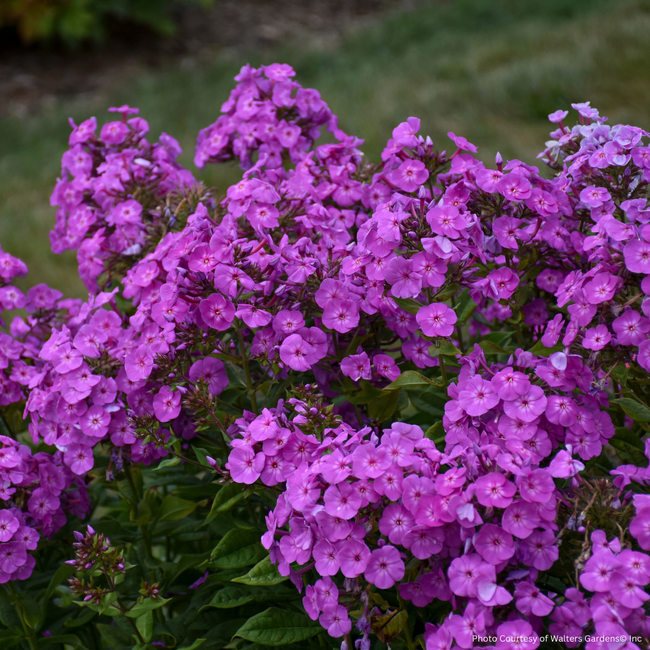 Phlox - Cover Girl 1 Gal