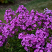 Garden Phlox - Cover Girl 1 Gal