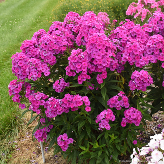 Phlox - Material Girl 1 Gal