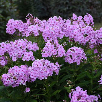 Phlox - Uptown Girl 1 Gal