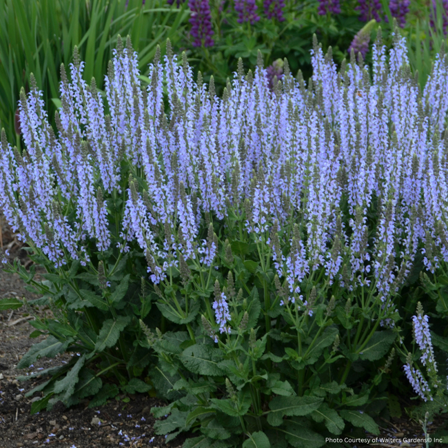 Salvia - Crystal Blue PW 1 Gal