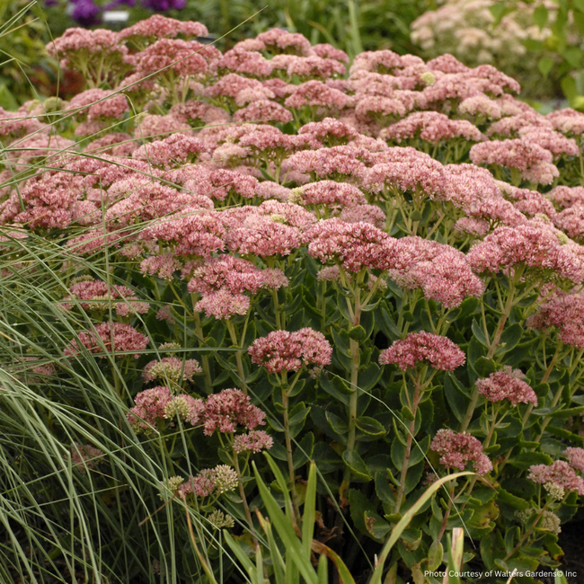Sedum - Autumn Fire 1 Gal