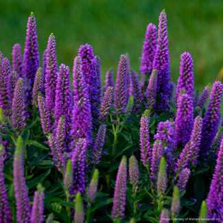 Veronica - Purple Illusion PW 1 Gal