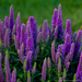 Veronica - Purple Illusion PW 1 Gal
