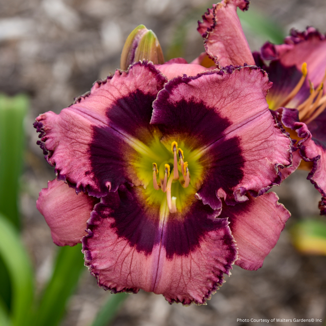 Daylily - Be Fruitful and Multiply 1 Gal
