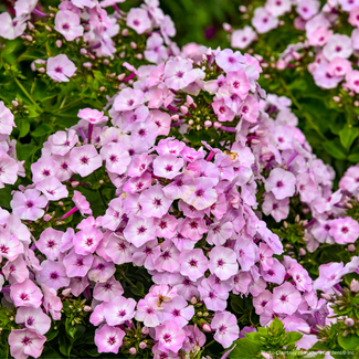 Garden Phlox - Fancy Girl 1 Gal