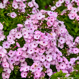 Phlox - Fancy Girl 1 Gal