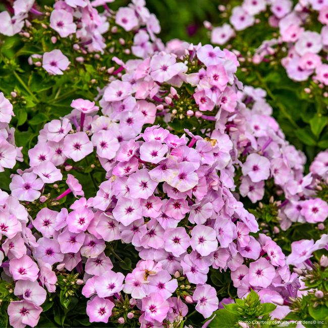 Garden Phlox - Fancy Girl 1 Gal