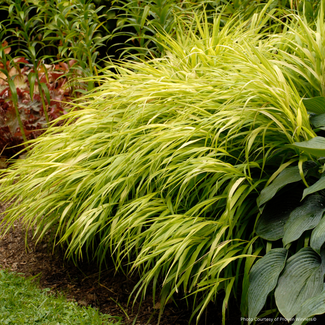 Hakonechloa  Grass - All Gold 1 Gal
