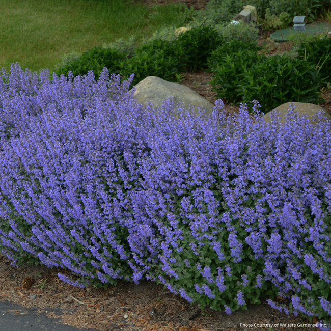 Nepeta Catmint - Purrsian Blue 1 Gal
