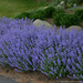 Nepeta Catmint - Purrsian Blue 1 Gal