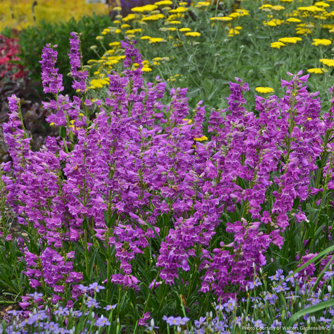 Penstemon - Prairie Dusk 2 Gal