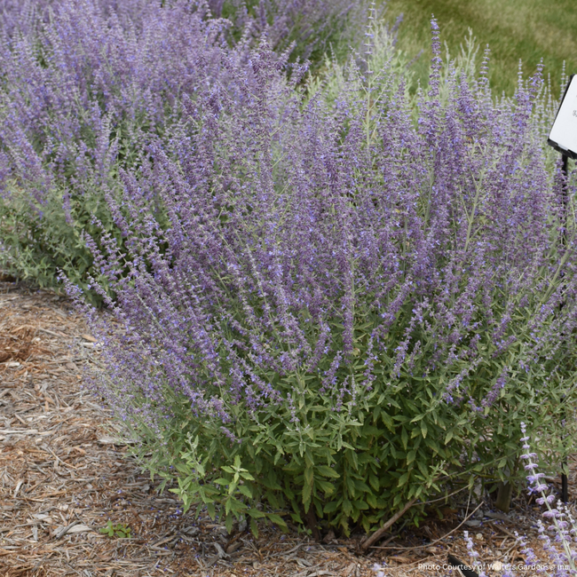 Perovskia Russian Sage - Prime Time 1 Gal