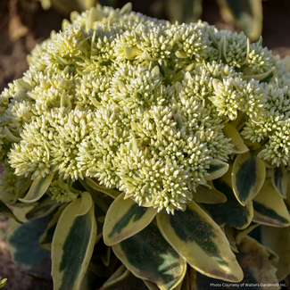 Sedum - Frosted Fire 2 Gal