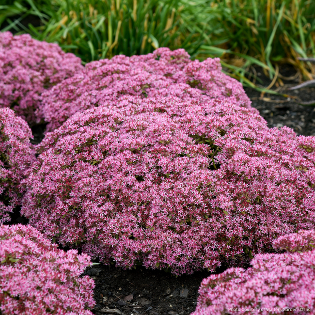 Sedum - Pride and Joy PW 1 Gal