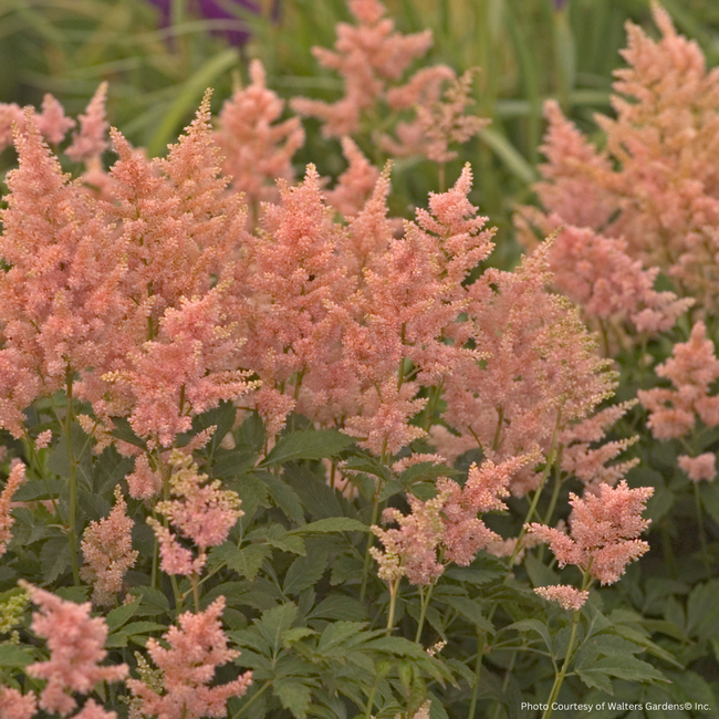 Astilbe - Peach Blossom 1 Gal