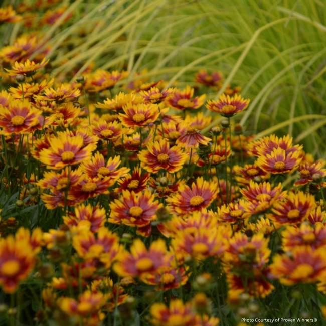 Coreopsis - Lil' Bang Daybreak 1 Gal
