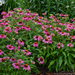 Echinacea - PowWow Wild Berry 1 Gal