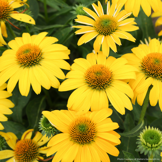 Echinacea - Sombrero Lemon Yellow 1 Gal