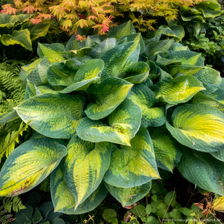 Hosta - Brother Stefan 1 Gal