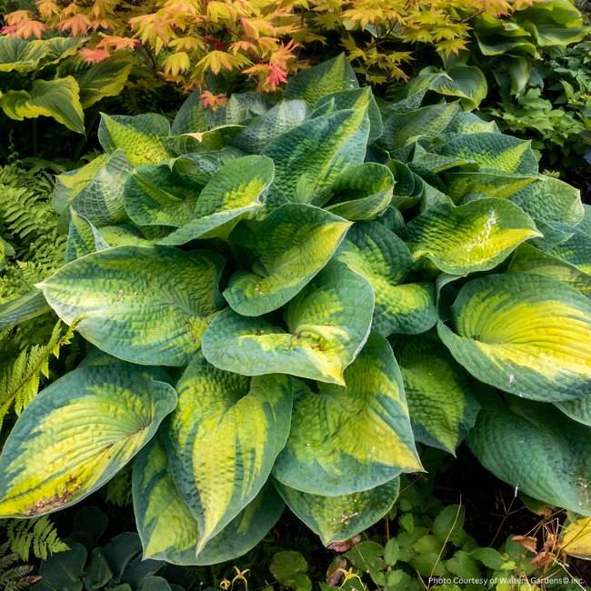 Hosta - Brother Stefan 1 Gal