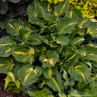 Hosta - Lakeside Paisley Print 1 Gal