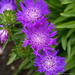 Stokesia - Honeysong Purple 1 Gal