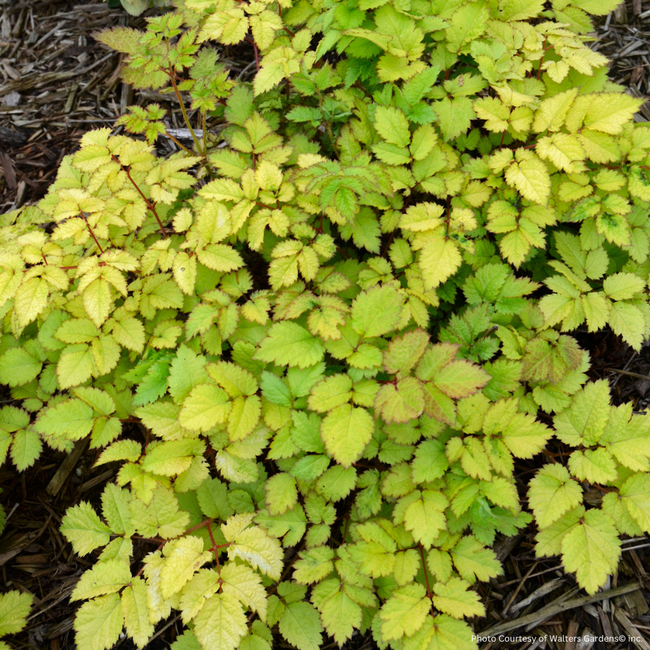 Astilbe - Amber Moon 1 Gal