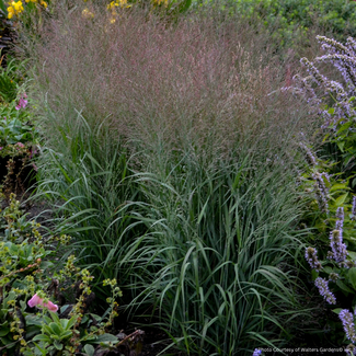 Panicum Prairie Winds - Apache Rose PW 8"