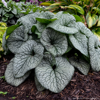 Brunnera - Queen of Hearts PW 8"