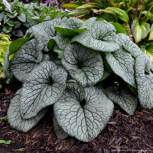 Brunnera - Queen of Hearts PW 1 Gal