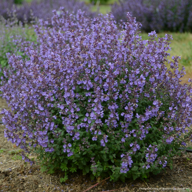 Nepeta Catmint - Kitten Around 1 Gal