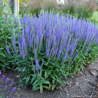 Veronica - Blue Skywalker 2 Gal