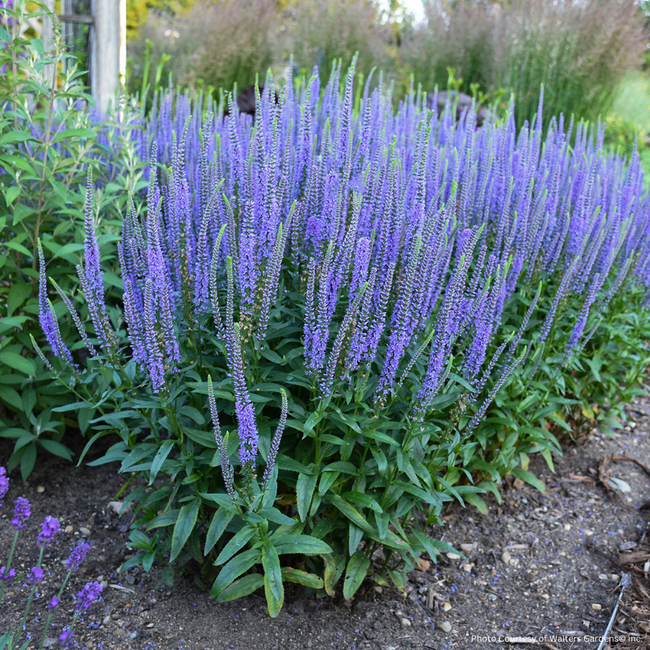Veronica - Blue Skywalker 2 Gal