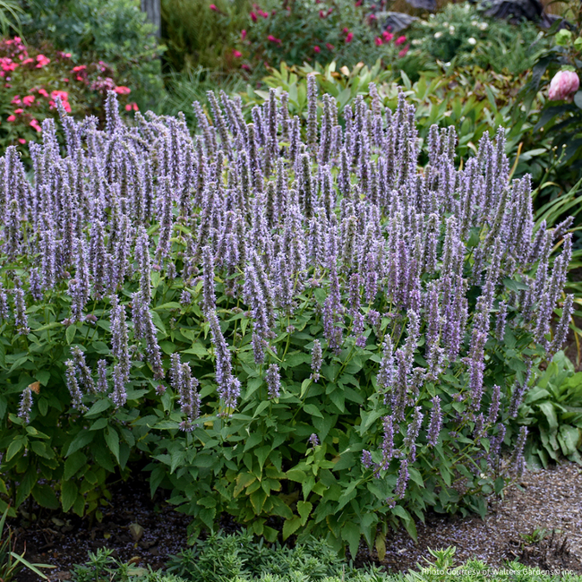 Agastache - Blue Fortune 1 Gal