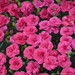 Dianthus - Pretty Popper Double Bubble 1 Gal