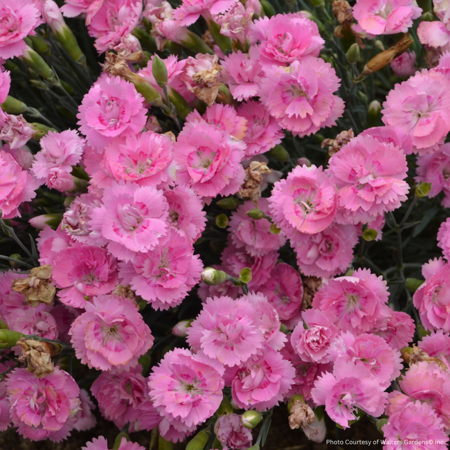 Dianthus - Sweetie Pie PW 1 Gal