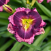 Daylily - Storm Shelter PW 1 Gal