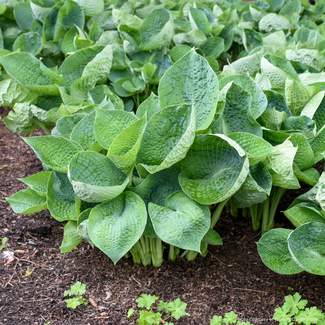 Hosta - Abiqua Drinking Gourd 1 Gal