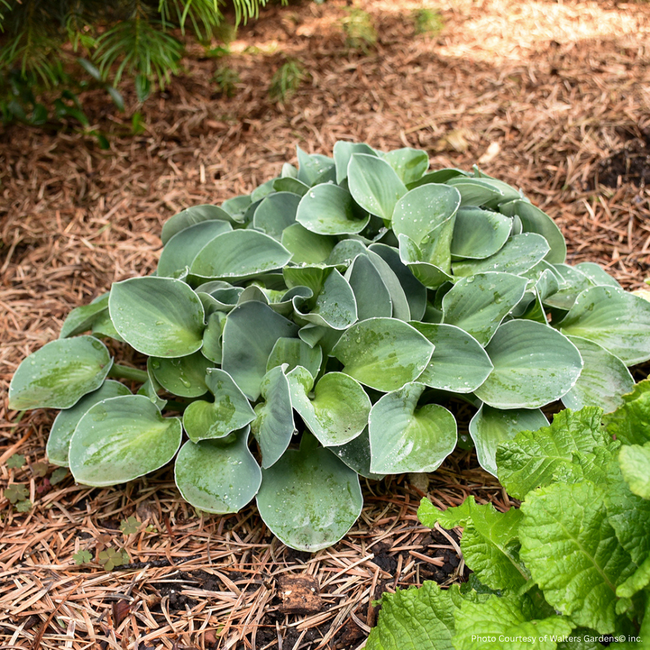 Hosta - Blue Mouse Ears 1 Gal