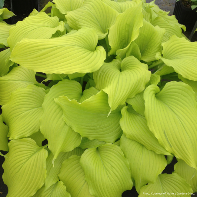 Hosta - Dancing Queen 1 Gal