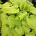 Hosta - Dancing Queen 1 Gal
