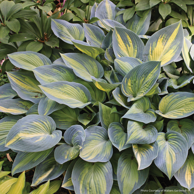 Hosta - June 1 Gal