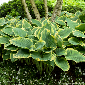 Hosta - Sagae 1 Gal