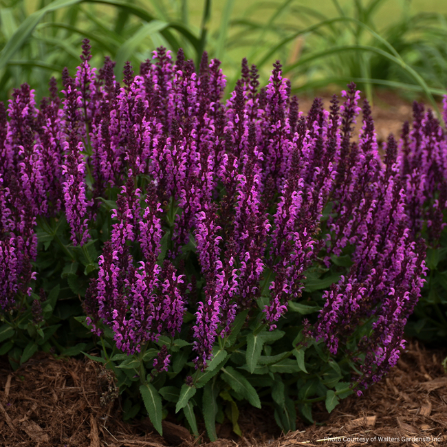 Salvia - Bumbleberry 1 Gal