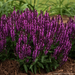 Salvia - Bumbleberry 1 Gal