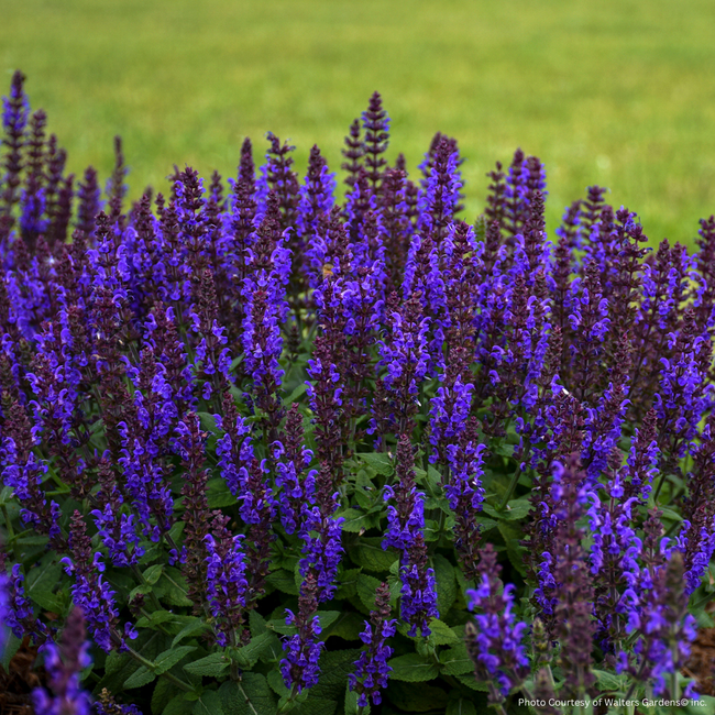 Salvia - Bumbleblue 1 Gal