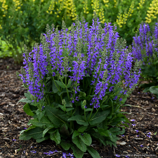 Salvia - Midnight Model 1 Gal