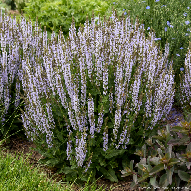 Salvia - Perfect Profusion PW 1 Gal